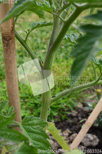 Image of Side shoot growing between trusses on a cordon tomato plant
