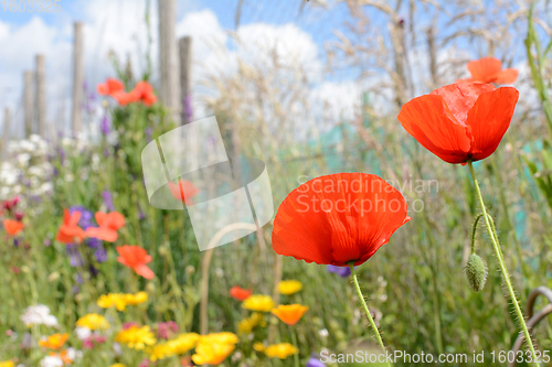 Image of Red corn poppies against tall grasses and colourful flowers