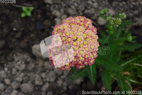 Image of Achillea Appleblossom flower head