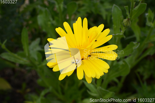 Image of Flower crab spider eating a pollen beetle