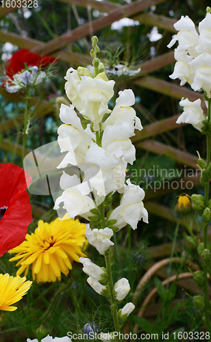 Image of White snapdragon flowers