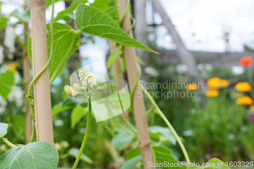 Image of Creamy white flower buds on a Wey runner bean vine