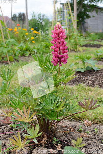 Image of Gallery pink lupin plant in a rural garden