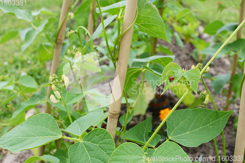 Image of Harlequin ladybird on a runner bean vine, growing up a wigwam