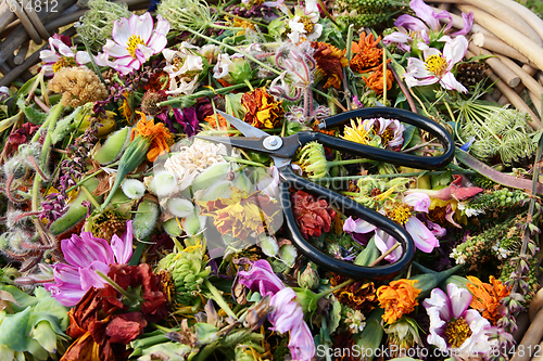 Image of Open scissors on bed of cut dead flowers and seed pods