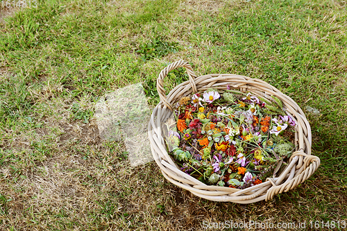 Image of Round basket full of deadheaded blooms, marigolds, geum and cosm