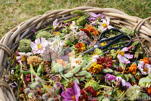 Image of Gardener\'s woven basket full of faded flower heads with retro sc