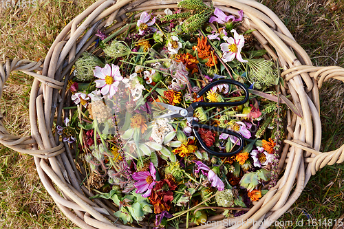 Image of Woven basket of deadheaded flowers and seedcases with scissors