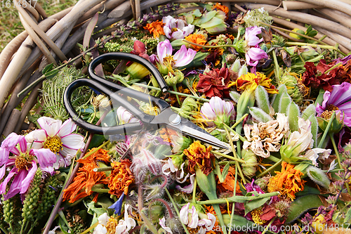 Image of Retro florist scissors in a basket full of deadheaded flowers