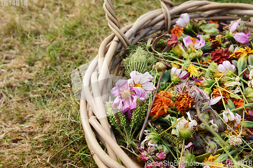 Image of Cropped basket of faded flower blooms