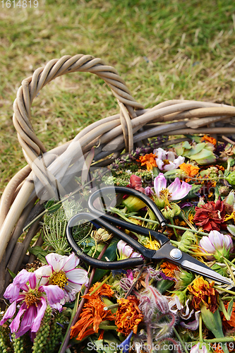 Image of Basket of dead flowers and seed heads with florist scissors 