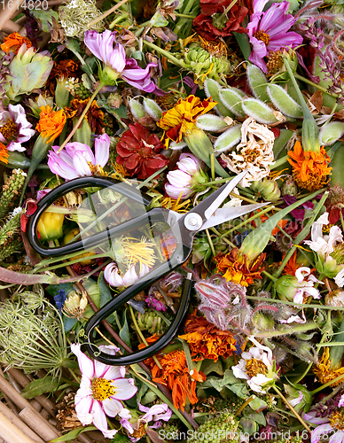 Image of Sharp retro florist scissors on a bed of faded flower heads