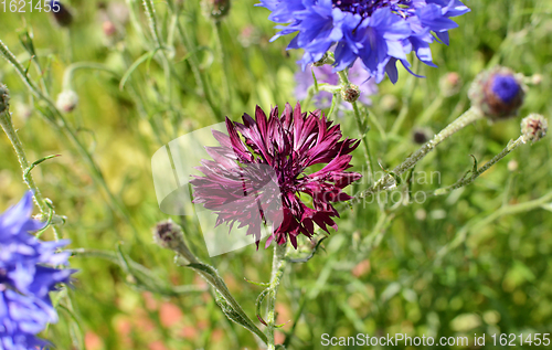 Image of Deep purple cornflower bloom among common blue cornflowers 