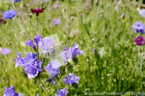 Image of Shrill carder bee gathering nectar and pollen from viper\'s buglo