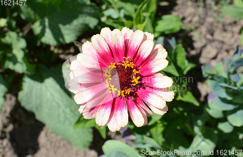 Image of Two-tone pink Zinnia Whirligig flower 