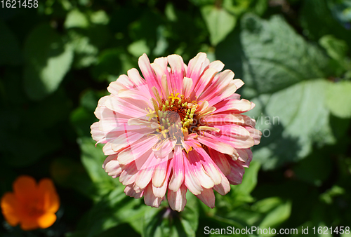 Image of Pink Zinnia Whirligig flower against green foliage