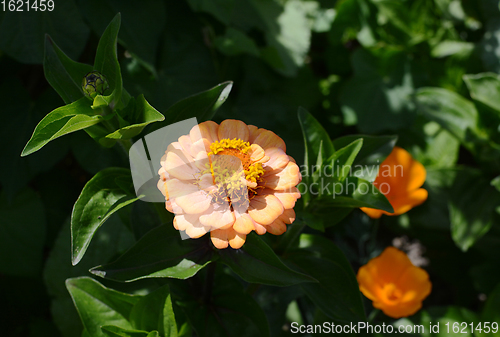 Image of Peach coloured Zinnia Oklahoma flower against green foliage