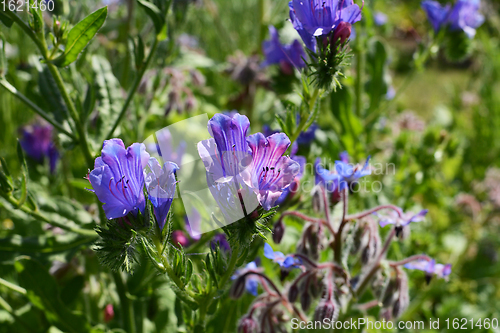 Image of Close-up of vivid blue viper\'s bugloss flowers