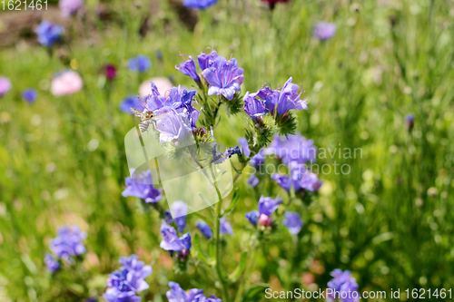 Image of Shrill carder bee landing on a blue viper\'s bugloss flower