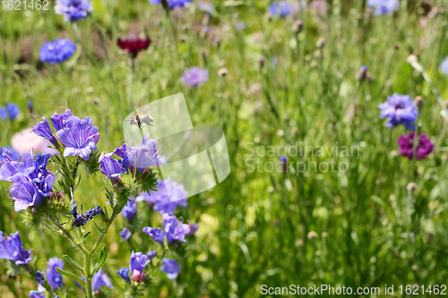 Image of Shrill carder bee flying above viper\'s bugloss flowers 
