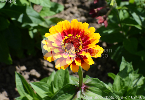 Image of Brightly coloured yellow and red Zinnia Whirligig flower