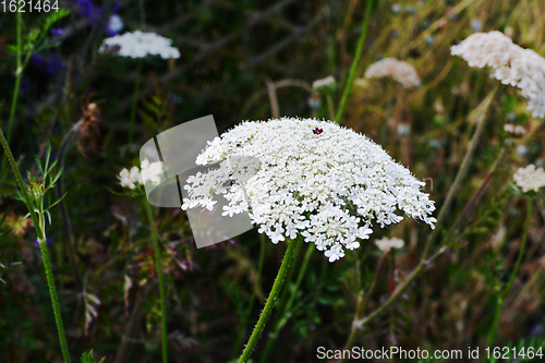 Image of Cow parsley, or wild chervil - umbel cluster of delicate small w