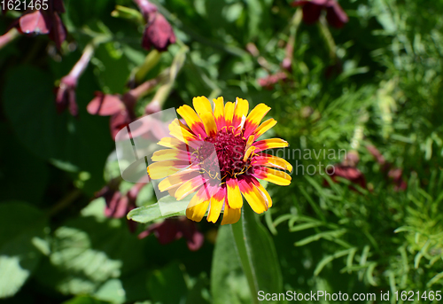 Image of Brightly coloured yellow and pink Zinnia Whirligig flower