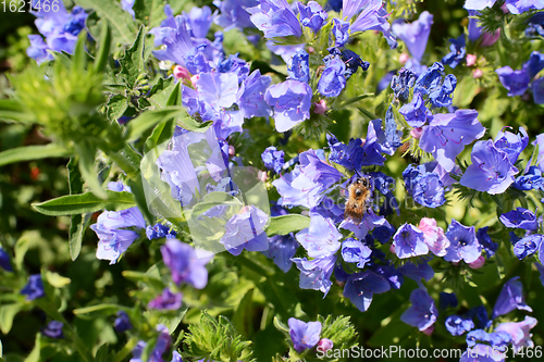 Image of Shrill carder bee feeding from blue viper\'s bugloss flowers