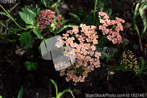 Image of Yarrow - Achillea Appleblossom - with small pink flowers