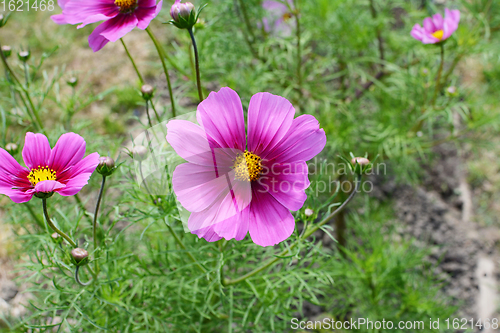 Image of Pretty two-tone pink cosmos flower - Dwarf Sensation