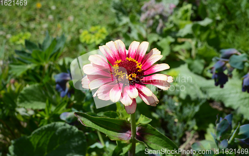 Image of Zinnia Whirligig flower with multicoloured pink petals