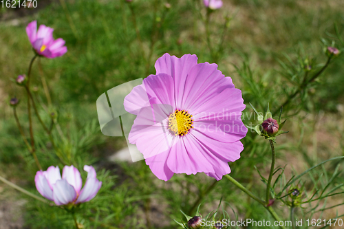 Image of Large pink cosmos flower - Dwarf Sensation