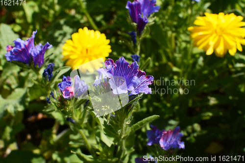 Image of Viper\'s bugloss - wildflower with blue blooms, among yellow cale