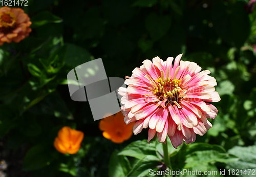 Image of Light pink Zinnia Whirligig flower with frilly petals