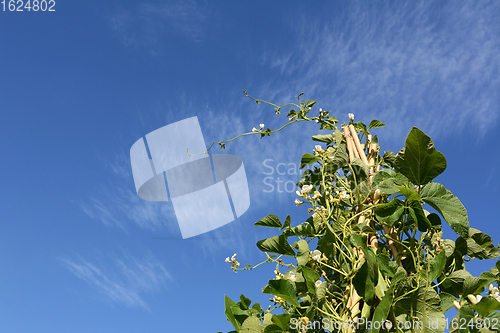 Image of Tall wigwam of Wey runner bean vines with white flowers