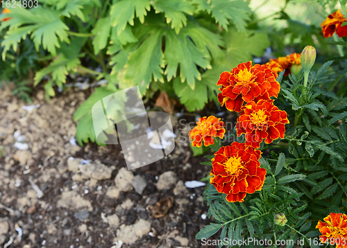 Image of Red and yellow French marigolds with dark green foliage