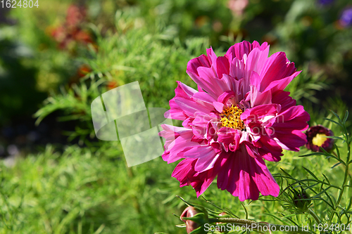 Image of Pink and magenta Double Click cosmos flower blooming in sunshine