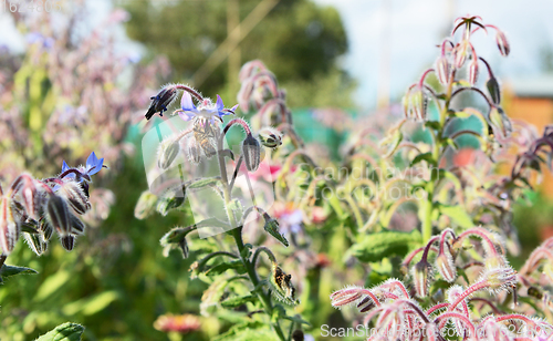 Image of Honeybee takes nectar from a blue flower on a borage plant 