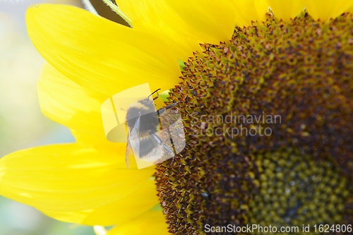 Image of Furry bumblebee on the flower head of a sunflower