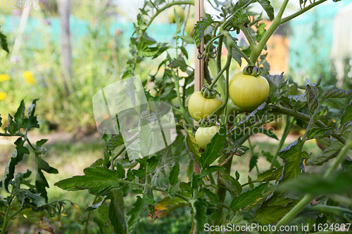 Image of Three Ferline tomato fruits grow among fragrant foliage on a cor