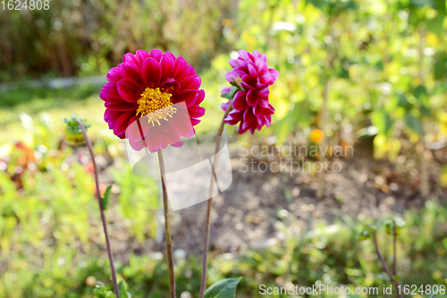 Image of Dark pink dahlia flower with yellow centre