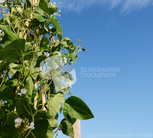 Image of Bumblebee flying to white flowers of Wey runner bean vines