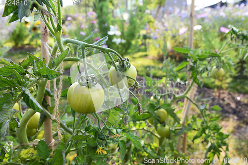 Image of Ferline cordon tomato plant with green fruit