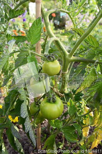 Image of Green unripe Ferline tomatoes grow on the vine of a tomato plant