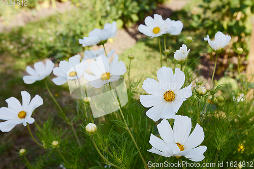 Image of Numerous white cosmos blooms, Dwarf Sensation