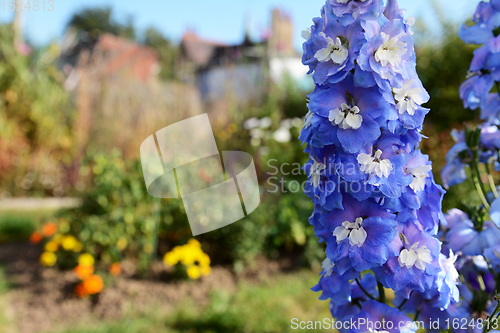 Image of Blue delphinium blooms with white centres in a sunny garden