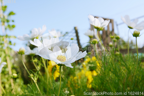 Image of White cosmos flower, Dwarf Sensation