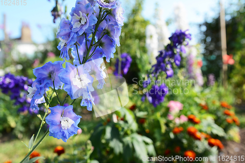 Image of Light blue delphinium against colourful flower garden
