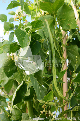 Image of Long runner bean among lush foliage and white flowers
