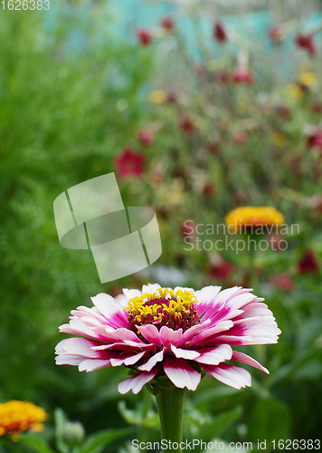 Image of Pink Zinnia Whirligig flower against lush flower bed